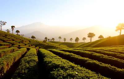 Darjeeling, India